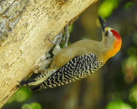 Image of Hoffmann's Woodpecker