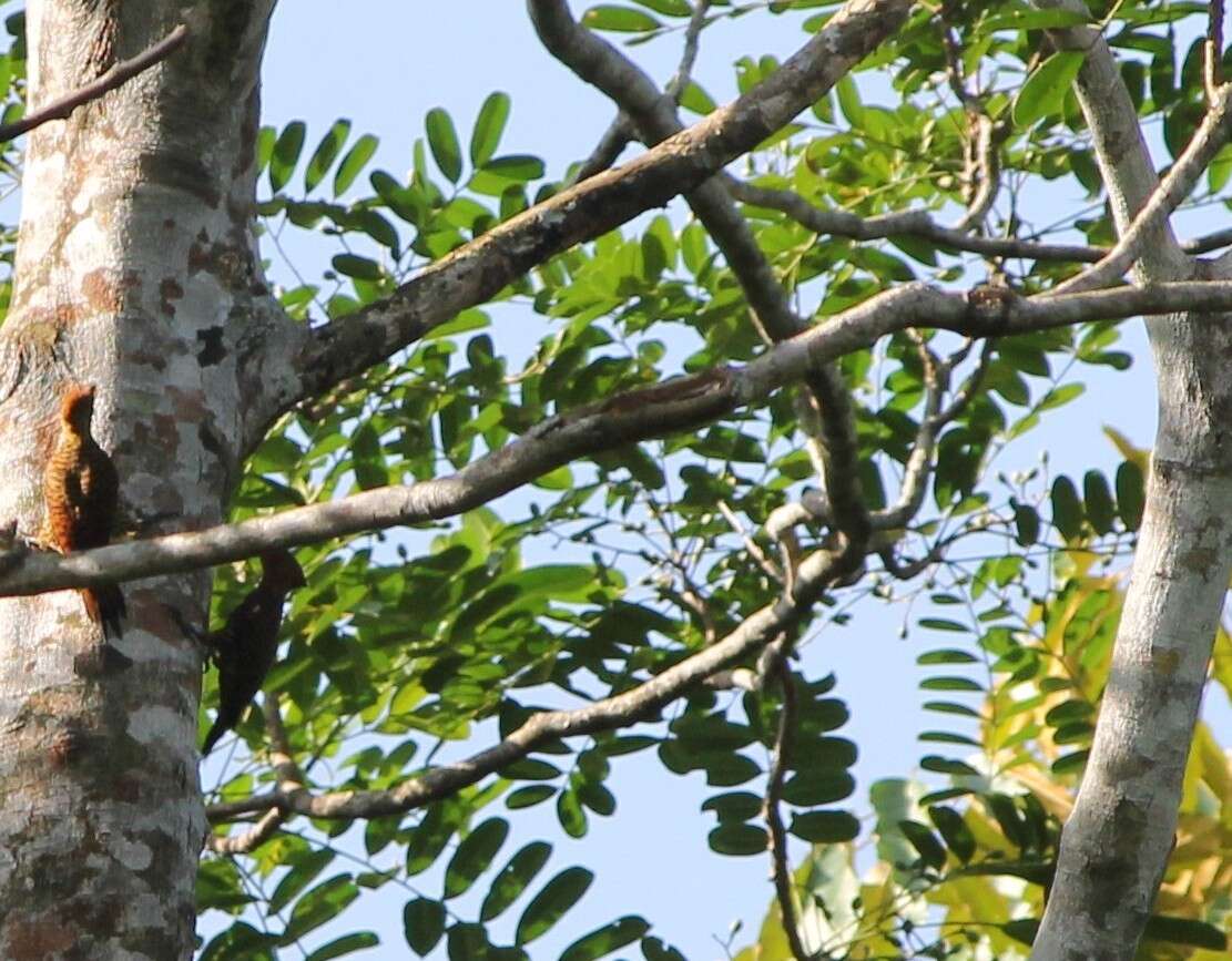 Image of Waved Woodpecker