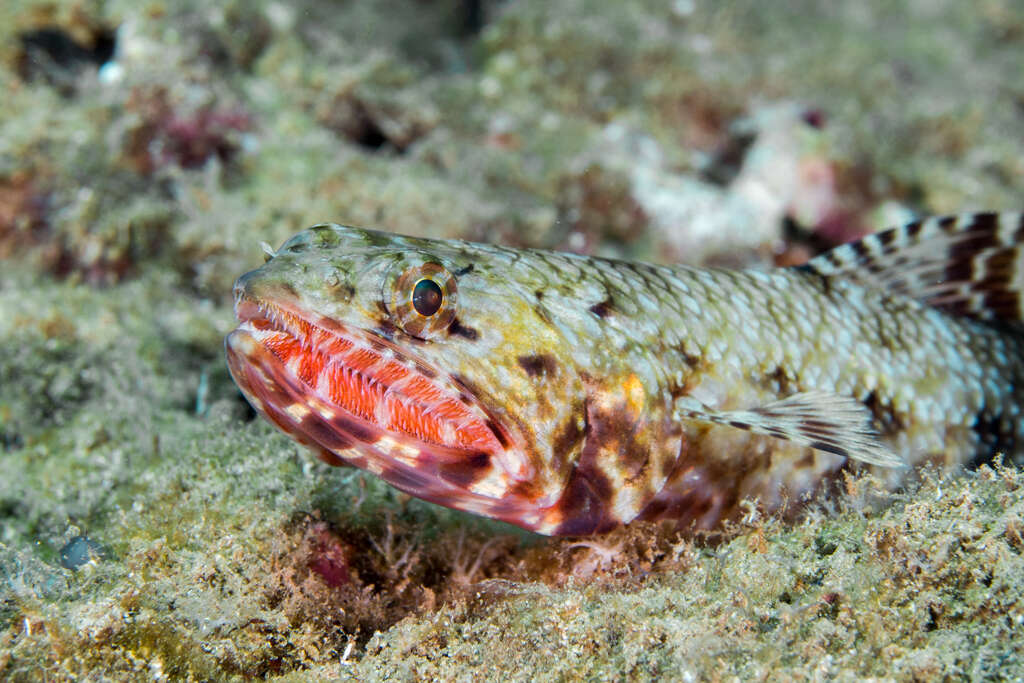 Image of Orangemouth lizardfish