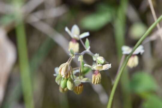 Слика од Thalictrum texanum (A. Gray) Small