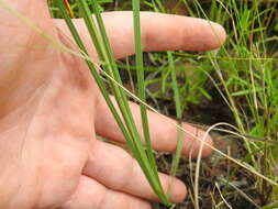 Image of Tritonia nelsonii Baker