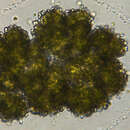 Image of Botryococcus Kützing 1849