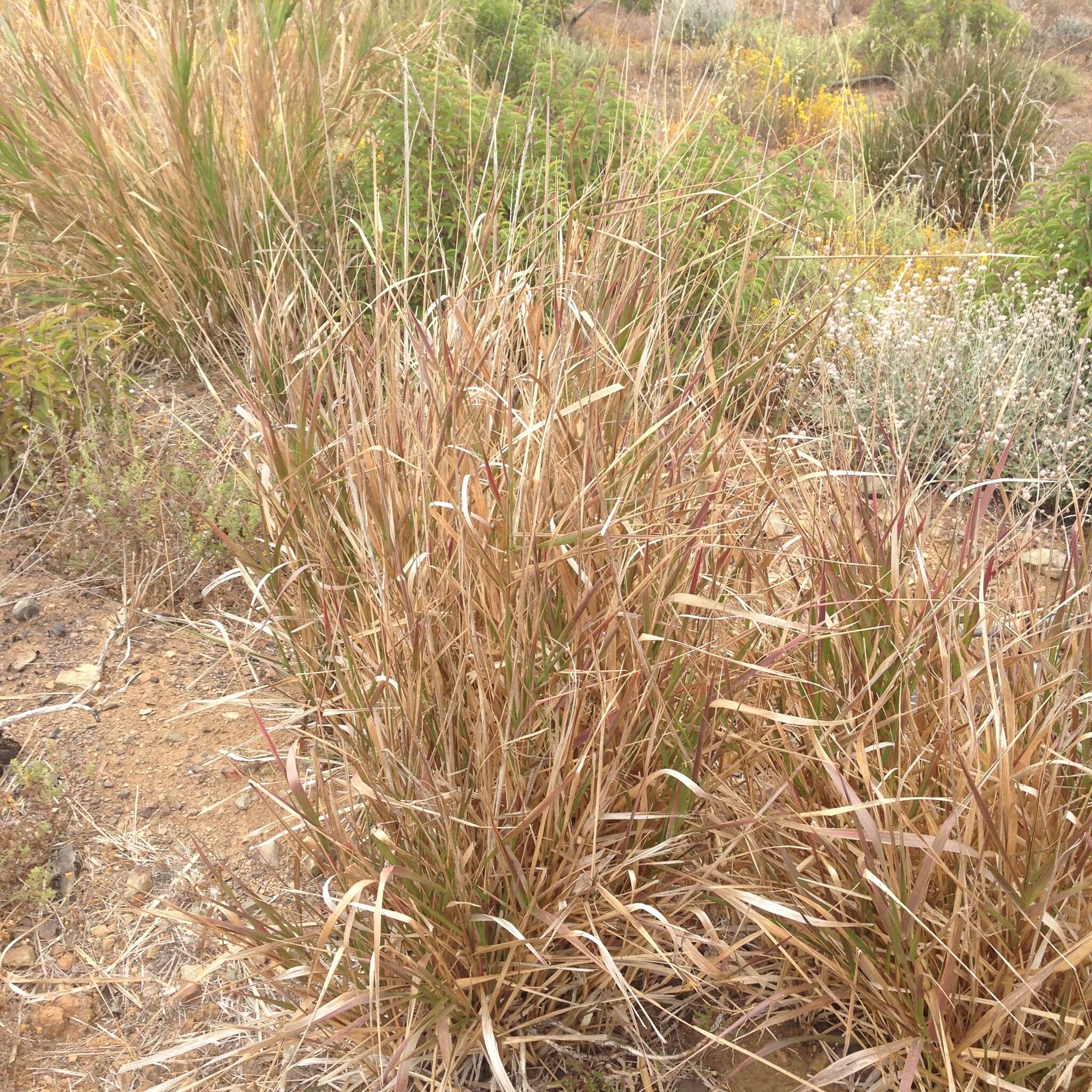 Image of giant wildrye