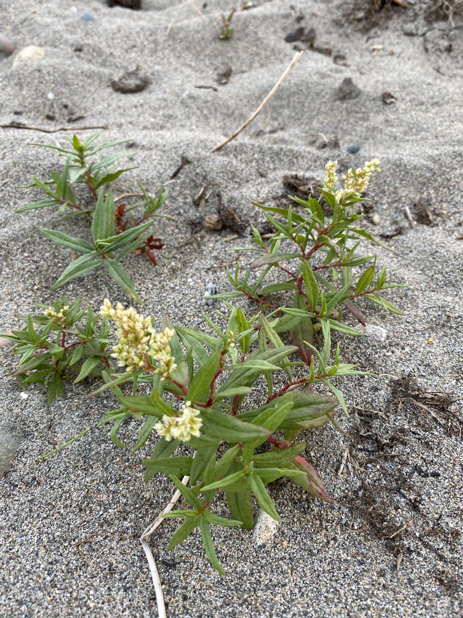 Image of Koenigia ocreata (L.) T. M. Schust. & Reveal