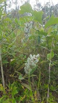 Imagem de Lupinus villosus Willd.