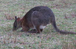 Image de Pademelon à cou rouge