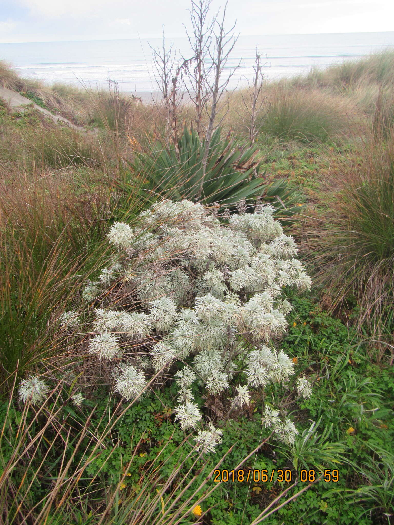 Image of Artemisia arborescens L.