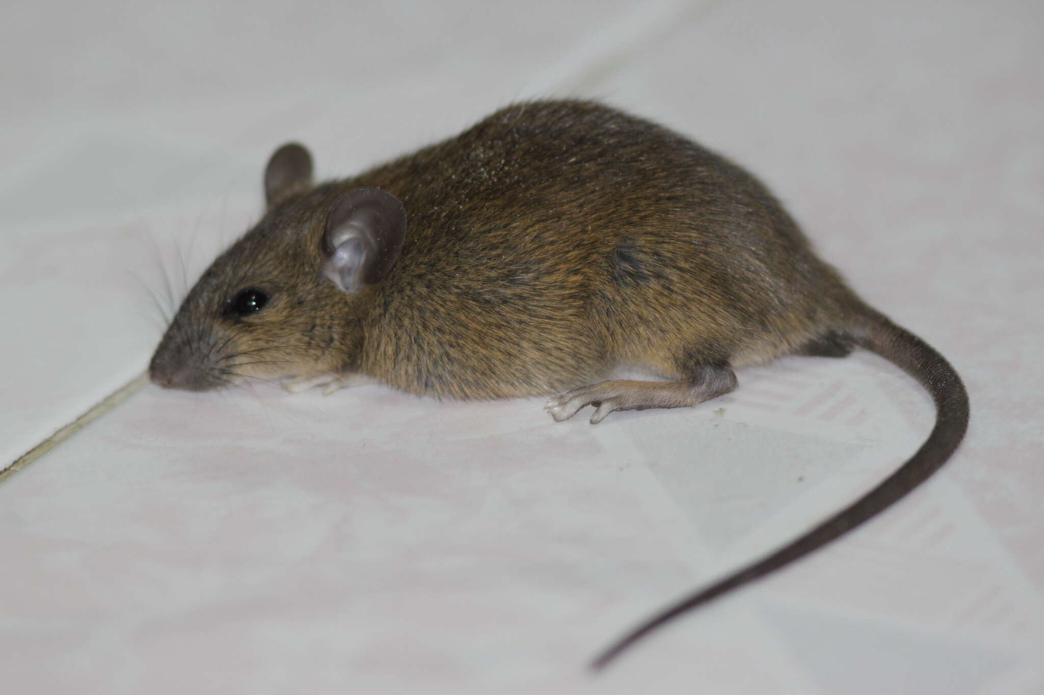 Image of Pacific Rat