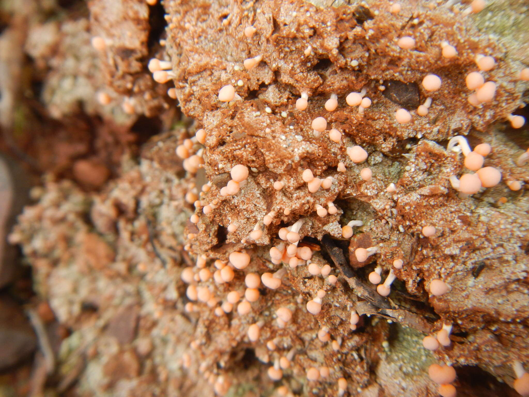 Image of Dibaeis baeomyces (L. fil.) Rambold & Hertel