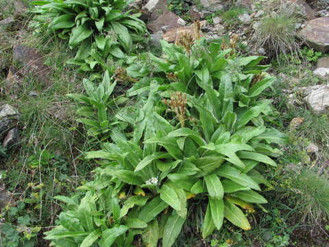 Image of Primula bayernii Rupr.