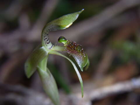 Image of Chiloglottis sphaerula D. L. Jones