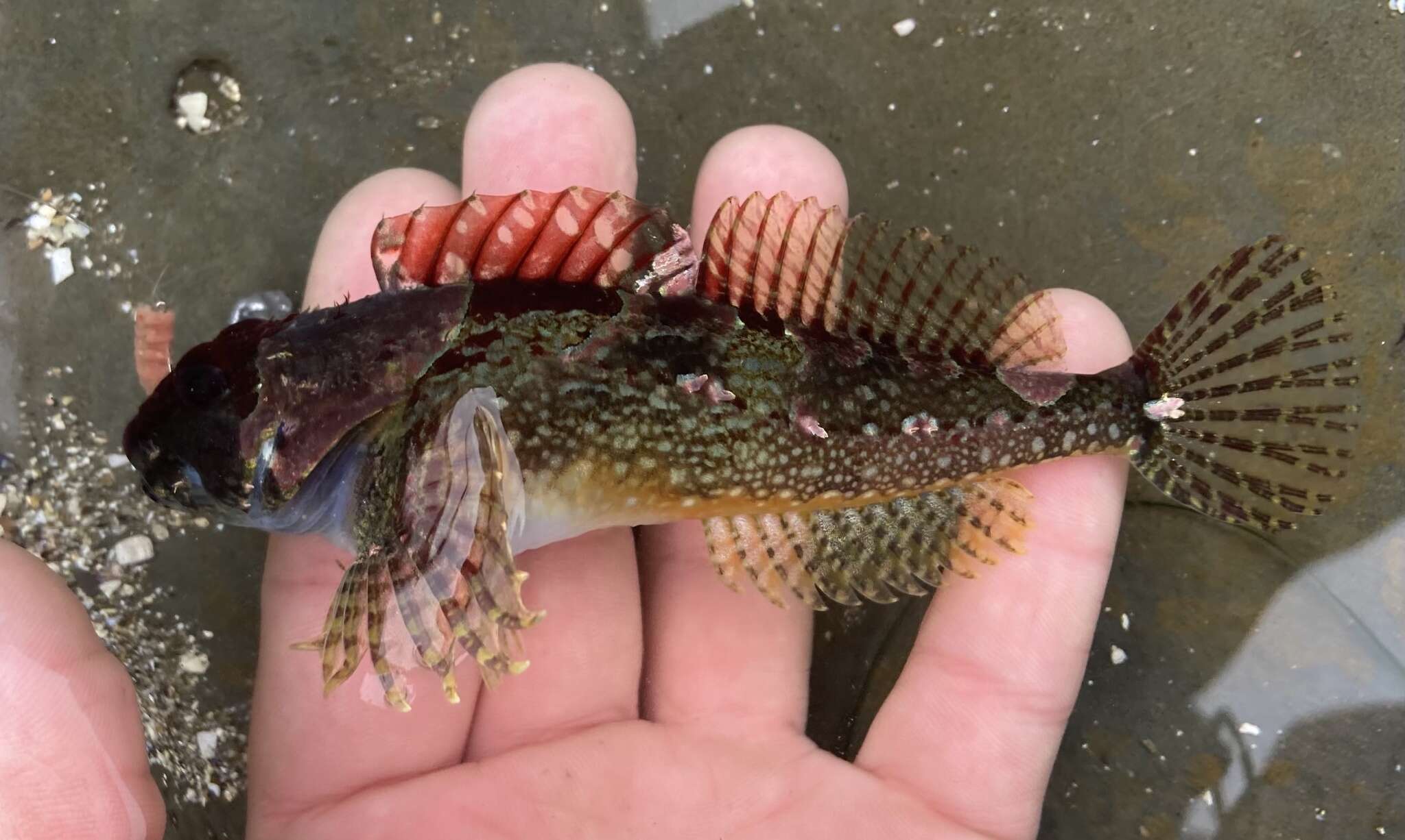 Image of Round-nosed sculpin