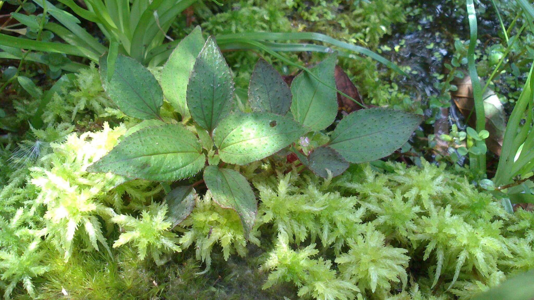 Image of Sarcopyramis napalensis Wall.