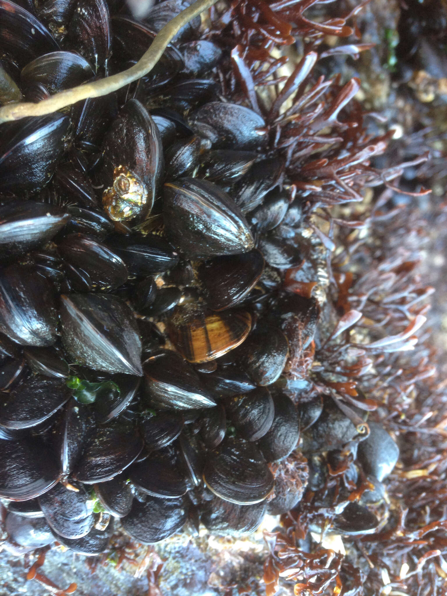 Image of Blue mussel