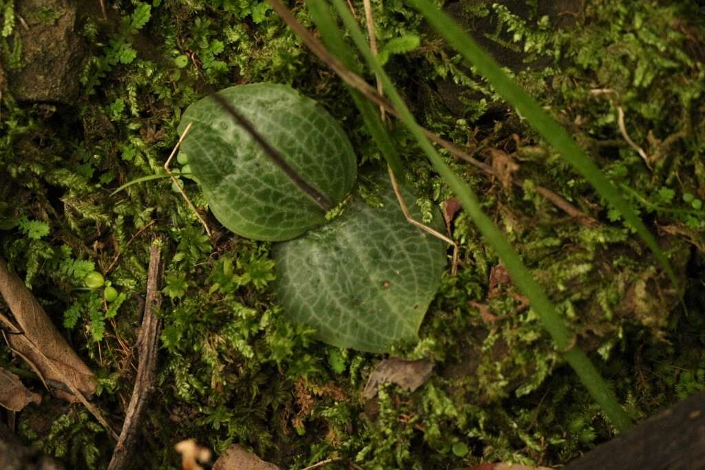 Imagem de Holothrix orthoceras (Harv.) Rchb. fil.