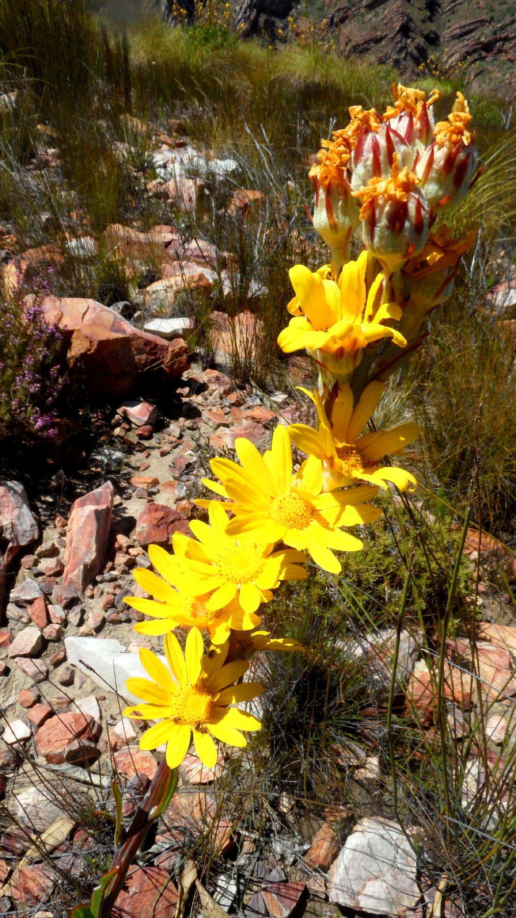 Image of Osteospermum junceum Thunb. ex Harv. & Sond.