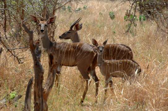 Plancia ëd Tragelaphus imberbis (Blyth 1869)