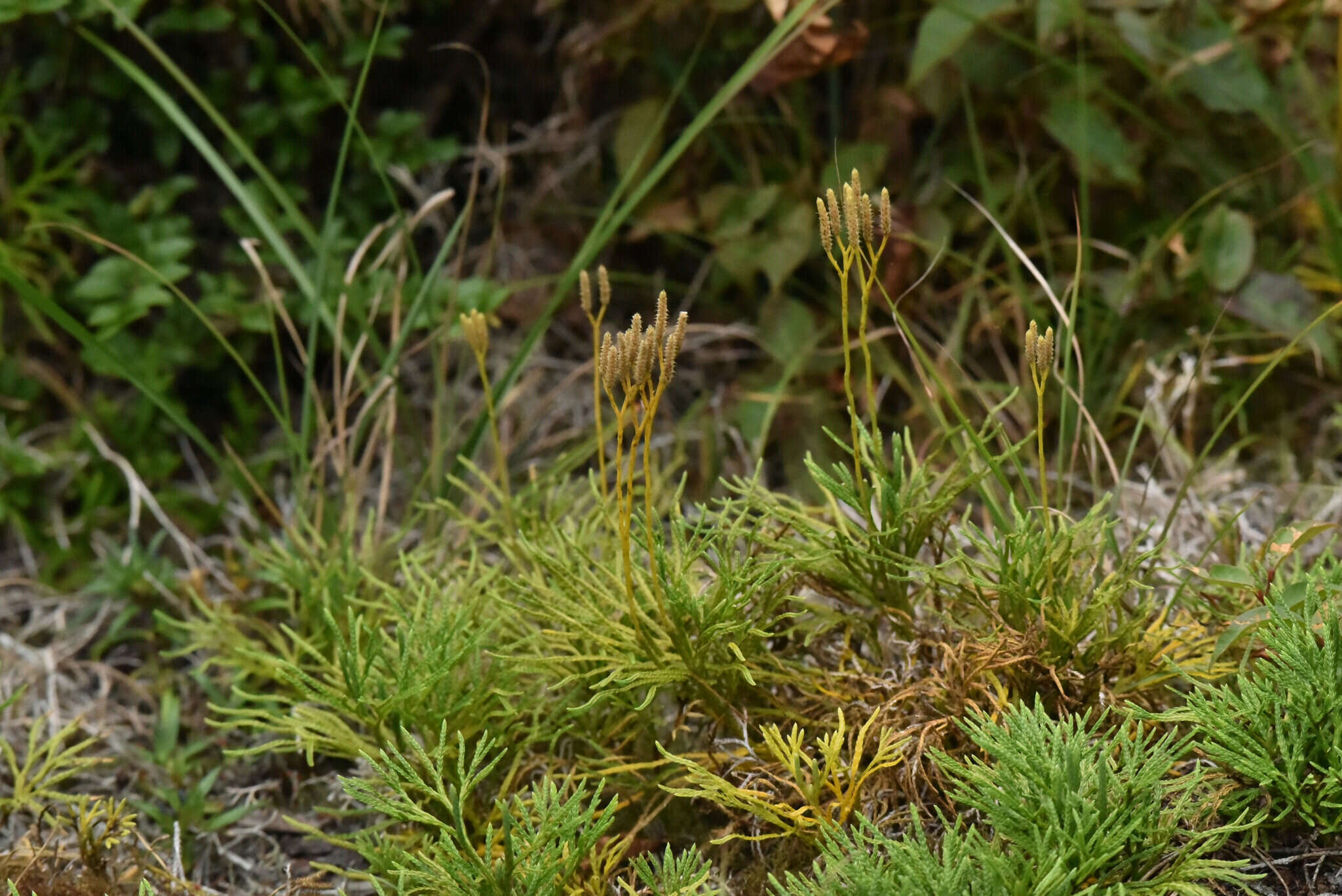 Image de Diphasiastrum yueshanense (C. M. Kuo) Holub