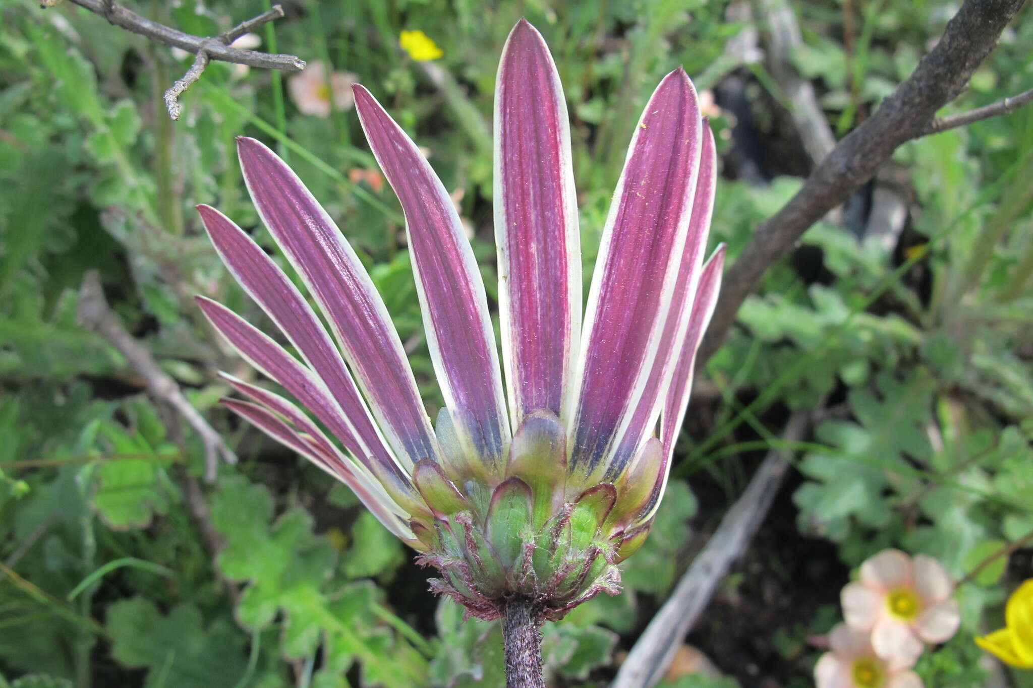 Image de Arctotis formosa Thunb.