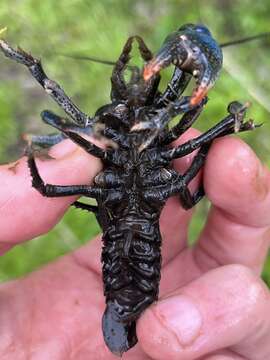 Image of Blue Crayfish