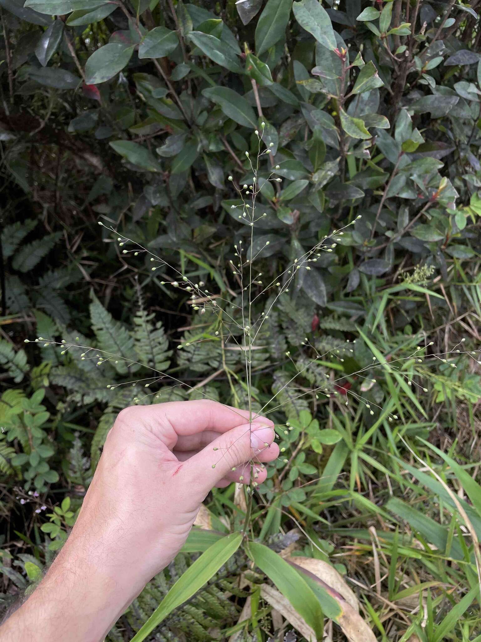 Plancia ëd Homolepis glutinosa (Sw.) Zuloaga & Soderstr.