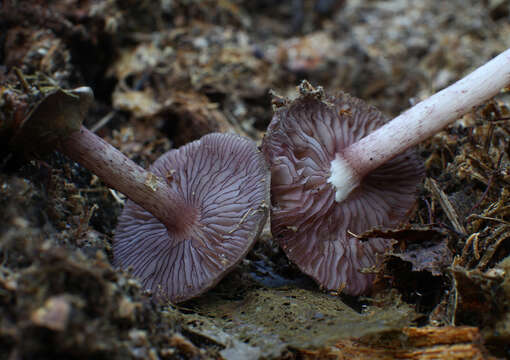 Mycena pelianthina (Fr.) Quél. 1872 resmi