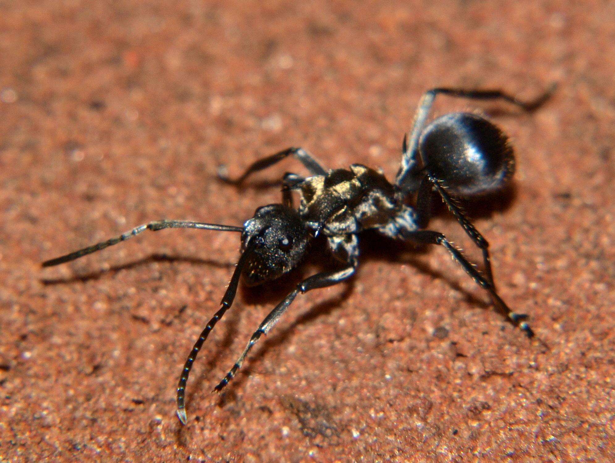 Imagem de <i>Polyrhachis epinotalis</i>