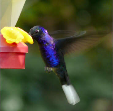 Image of Violet Sabrewing