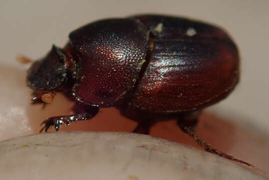 Image of Caccobius (Caccophilus) ferrugineus (Fahraeus 1857)