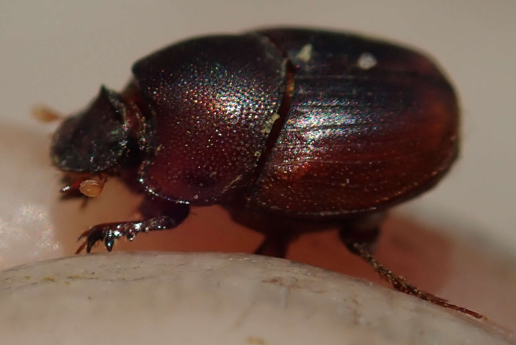 Image de Caccobius (Caccophilus) ferrugineus (Fahraeus 1857)