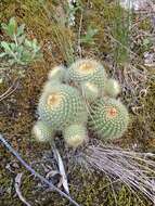 Parodia scopa (Spreng.) N. P. Taylor resmi