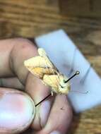 Image of Purple-Lined Sallow