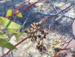 Слика од Eucalyptus wubinensis L. A. S. Johnson & K. D. Hill