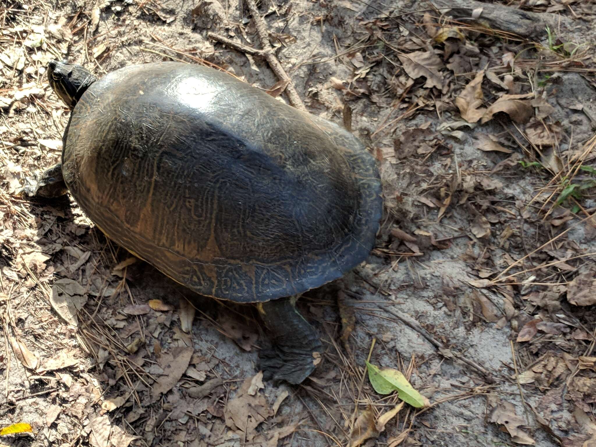 Image of Peninsula Cooter