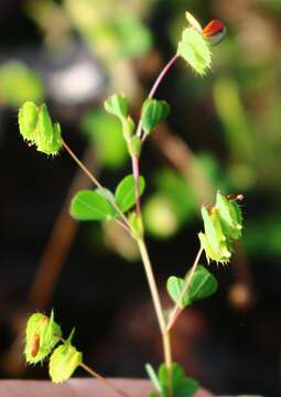 Imagem de Geissaspis cristata var. tenella