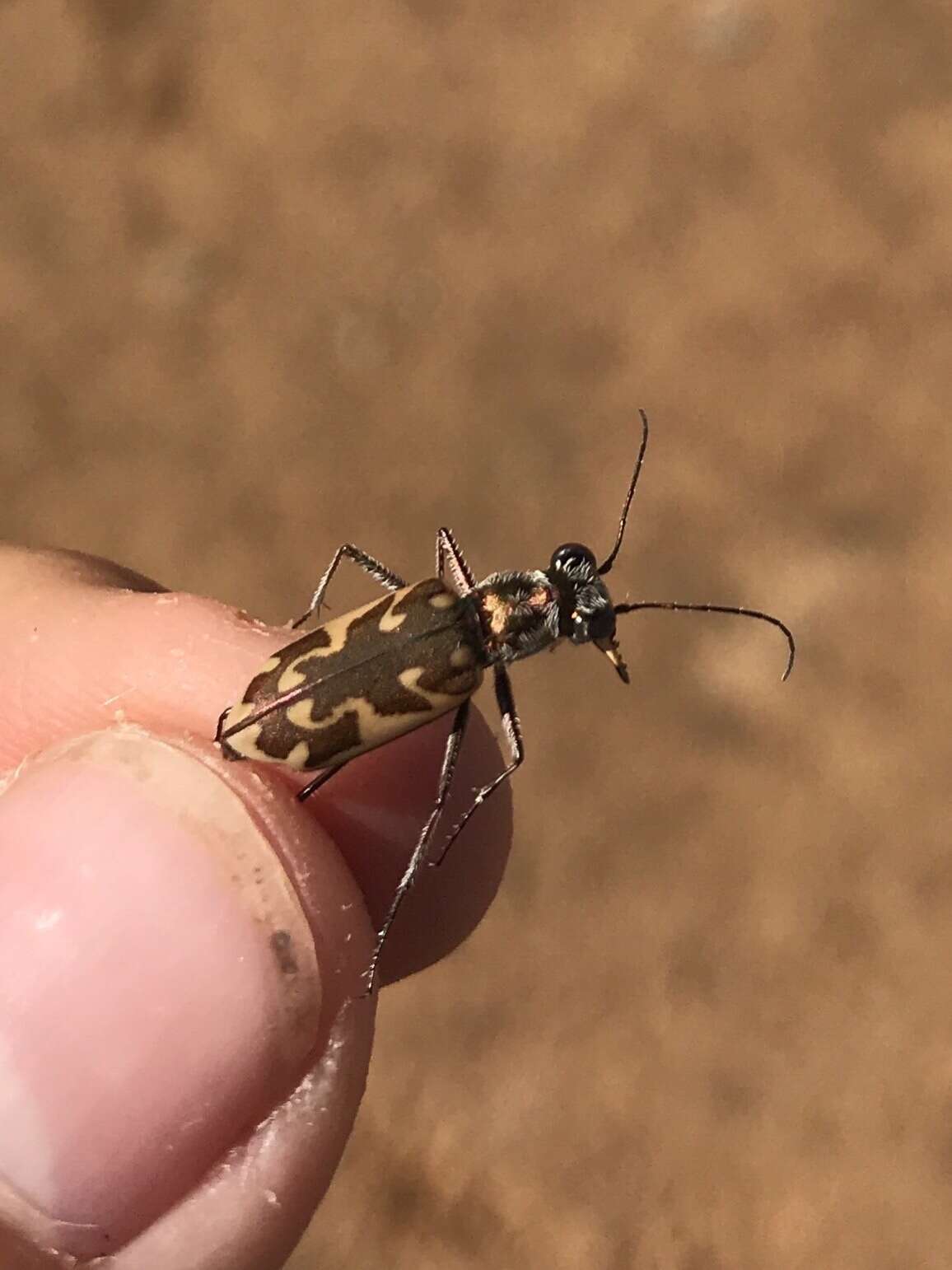 Image of Ellipsoptera macra fluviatilis (Vaurie 1951)