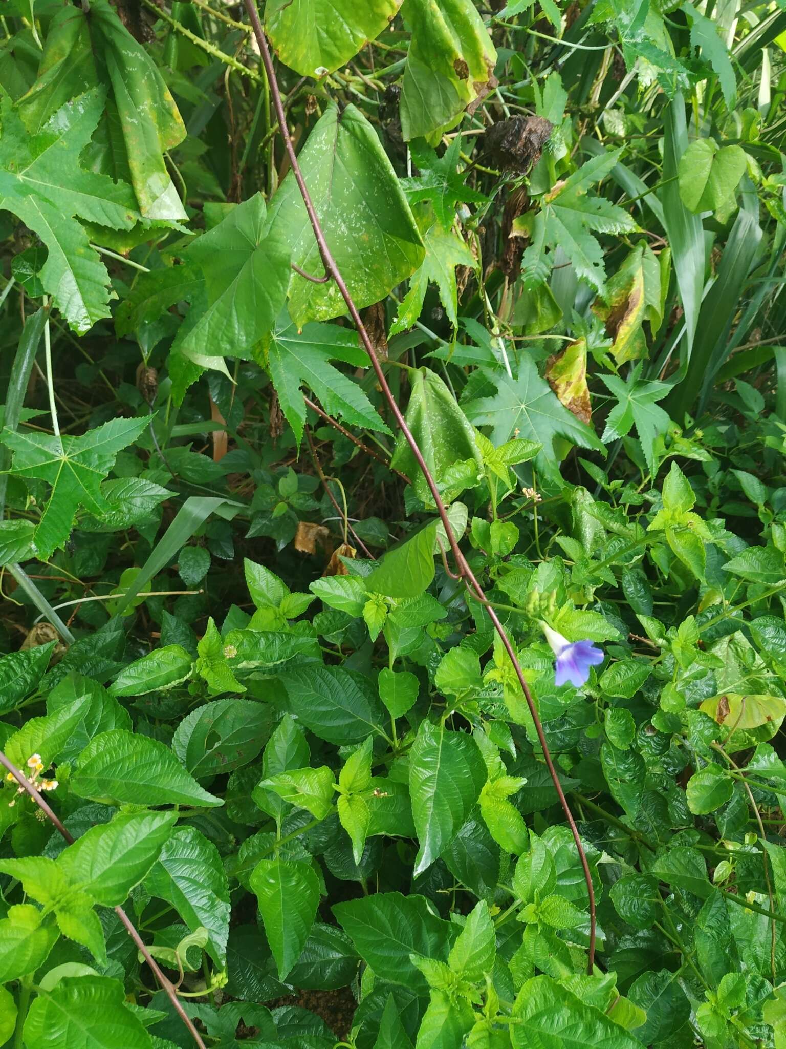 Image of Ipomoea parasitica (Kunth) G. Don