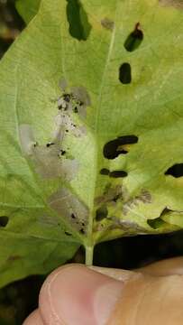 Image of convolvulus leafminer