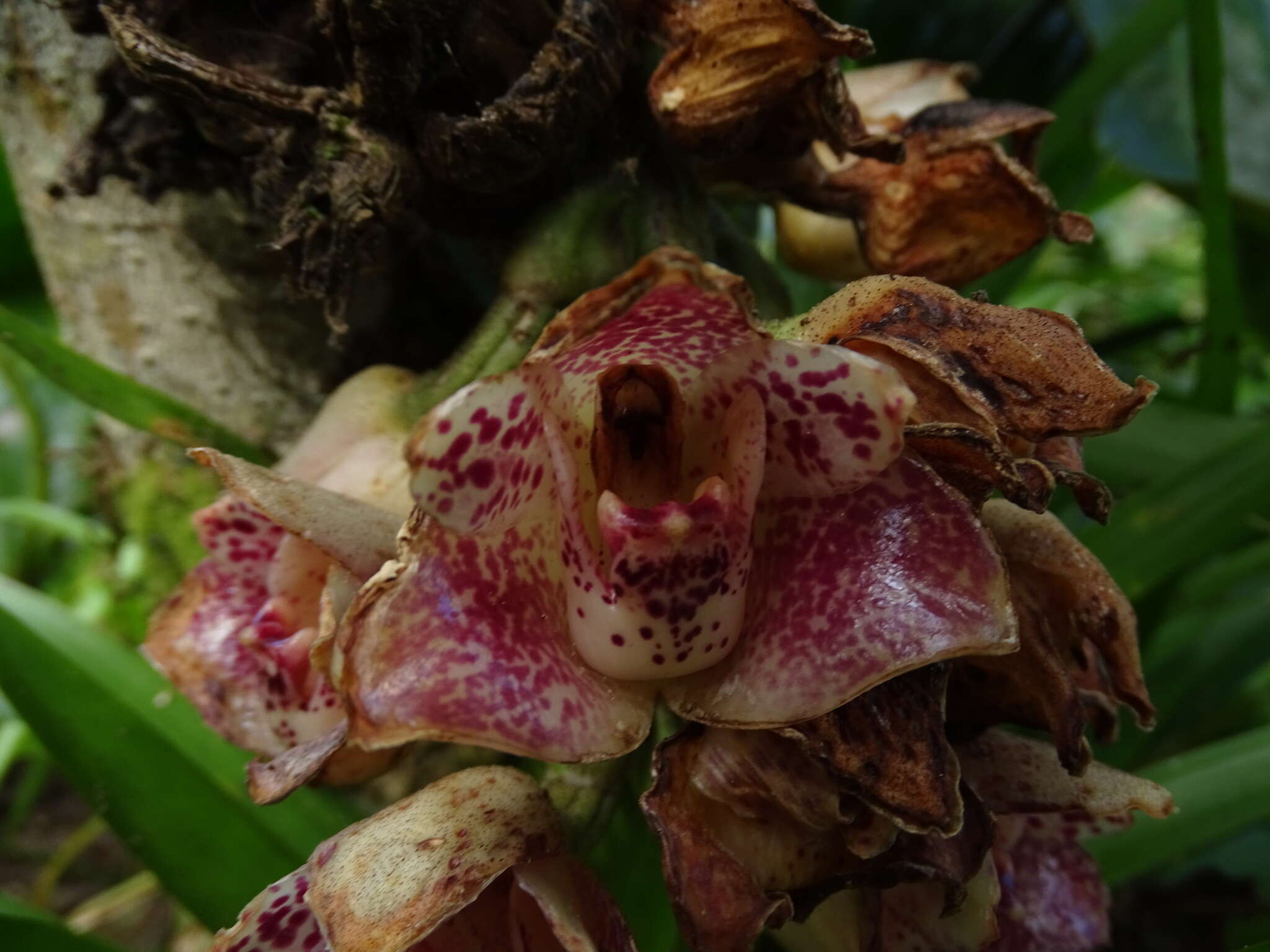 Image of Lycomormium ecuadorense H. R. Sweet