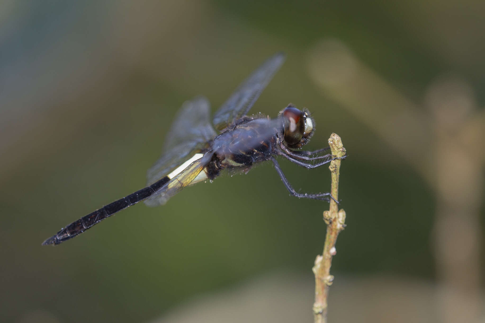 Image of Pseudothemis jorina Förster 1904