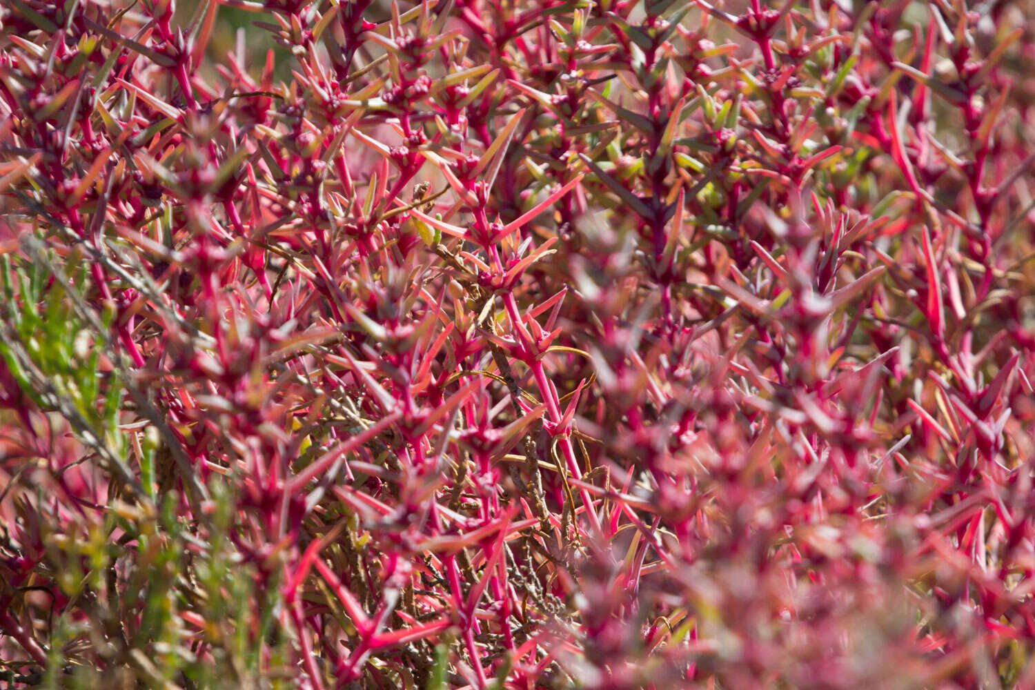 Plancia ëd Salsola soda L.