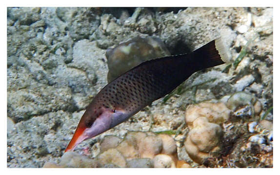 Image of Bird wrasse