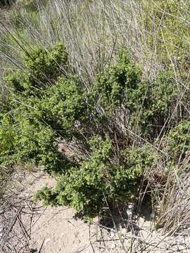 Image of Pimelea serpyllifolia R. Br.