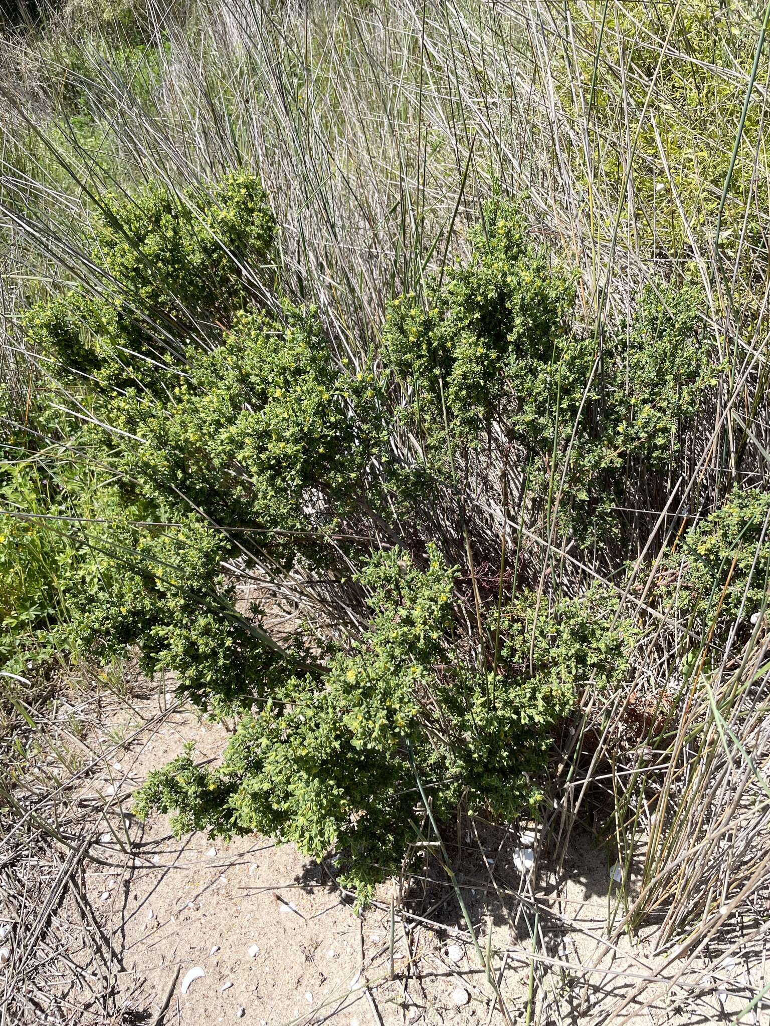 صورة Pimelea serpyllifolia subsp. serpyllifolia