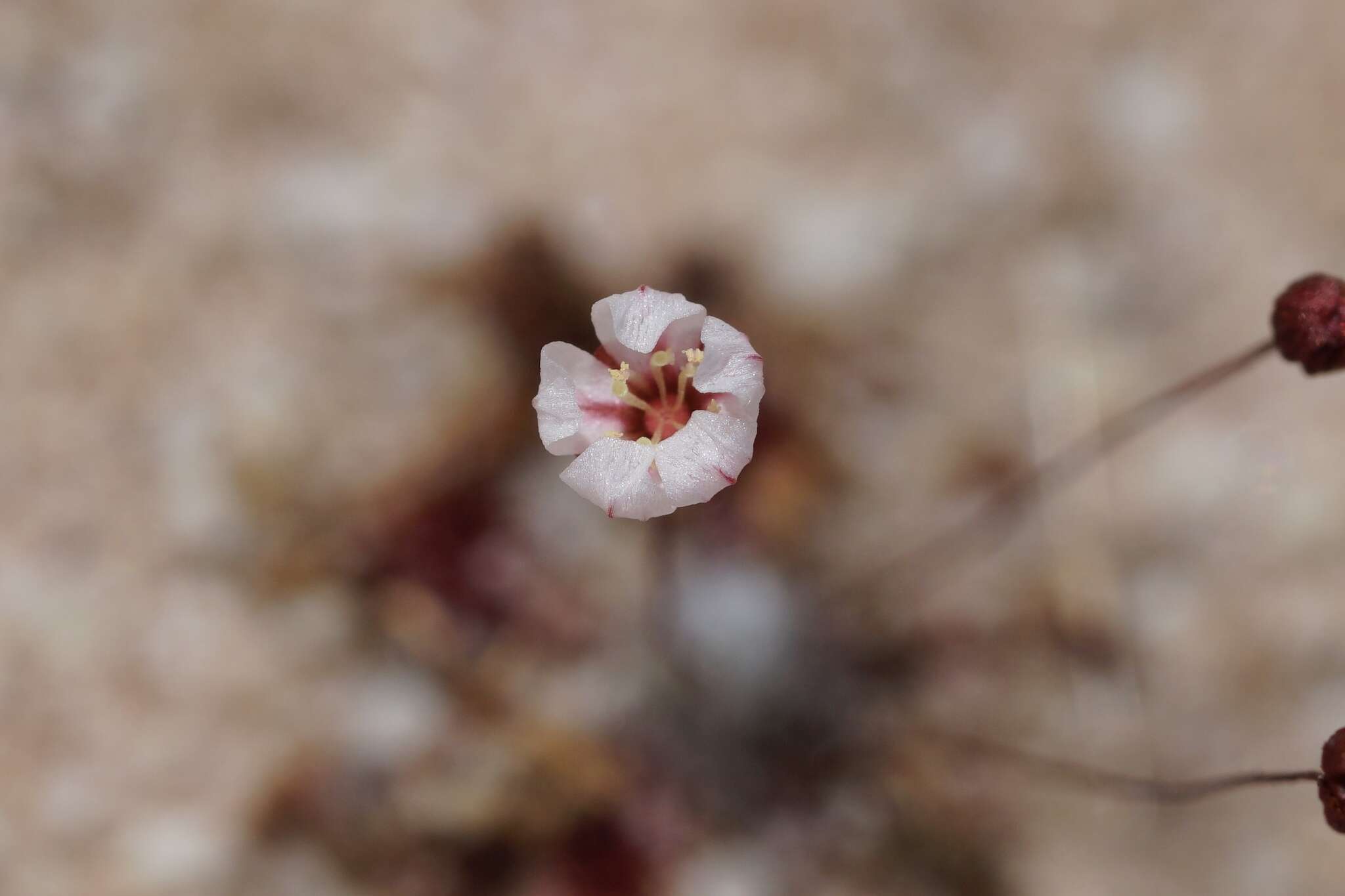 Image of Drosera occidentalis Morr.