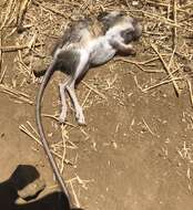 Image of Agile Kangaroo Rat