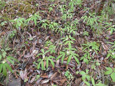 Image of Anemone reflexa Steph. & Willd.