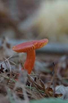 Hygrocybe squamulosa (Ellis & Everh.) Arnolds 1995 resmi