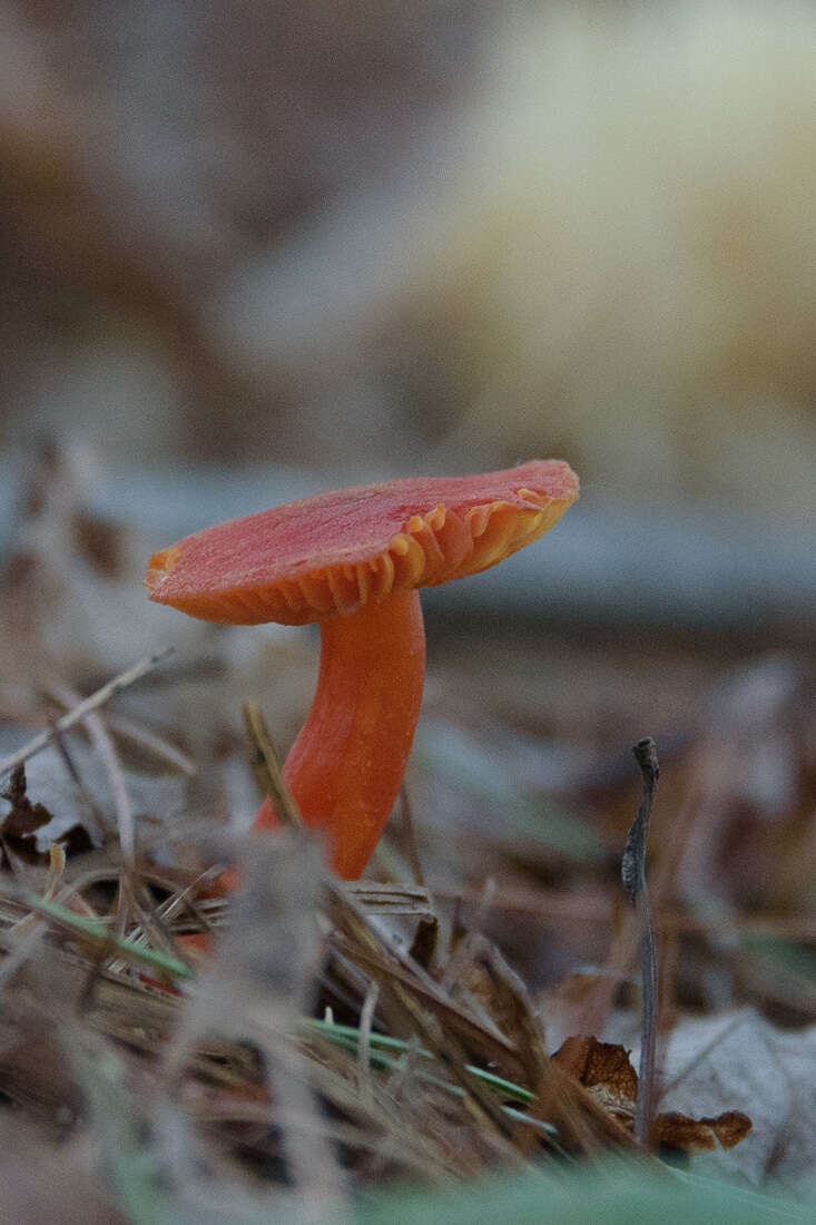 Image of Hygrocybe squamulosa (Ellis & Everh.) Arnolds 1995