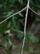 Sivun Coprosma linariifolia (Hook. fil.) Hook. fil. kuva